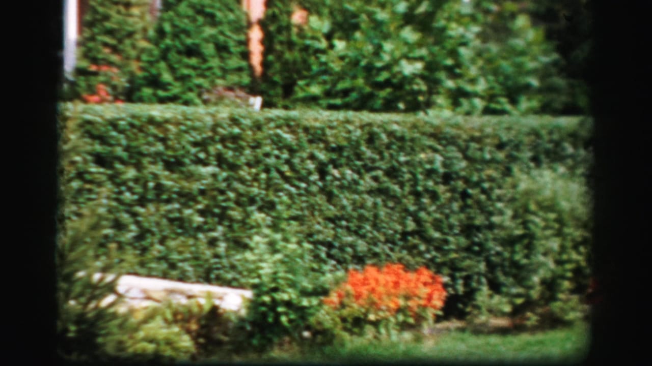 1950s Albany home-movie frame showing a clipped hedge, orange flowers, lawn, and shrubs in a suburban garden.