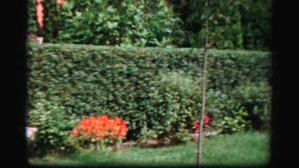 Albany 1950s garden view with a long hedge, young sapling, red flowers, and green lawn captured on 8mm film.