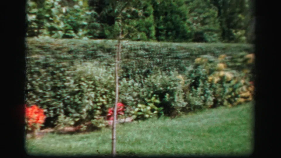 1950s Albany yard scene showing a hedge-lined lawn, thin sapling, orange flowers, and dense garden shrubs.