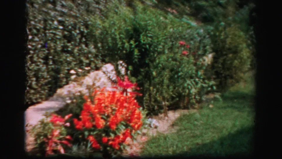 Albany 1950s home-movie frame with red flowers near a walkway, a clipped hedge, shrubs, and lawn in a residential garden.