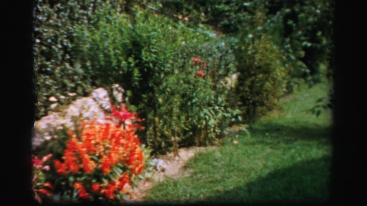 Red flowers and green shrubs beside a sunlit lawn with dark film-frame edges.