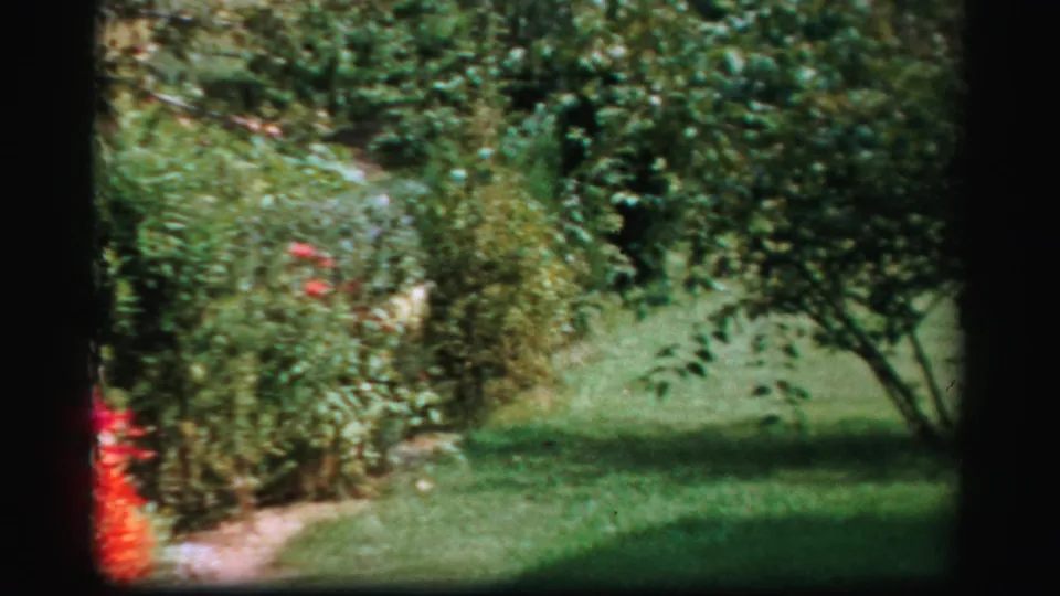 A 1950s Albany backyard garden view shows shrubs, red flowers, trimmed grass, and a small tree under bright sun.