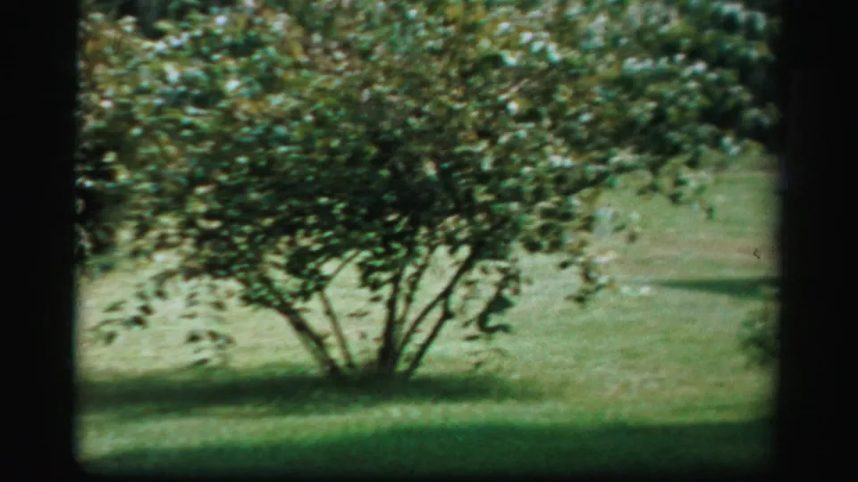 A small tree stands on a green Albany lawn in color 8mm home-movie footage, with soft focus and dark frame edges.