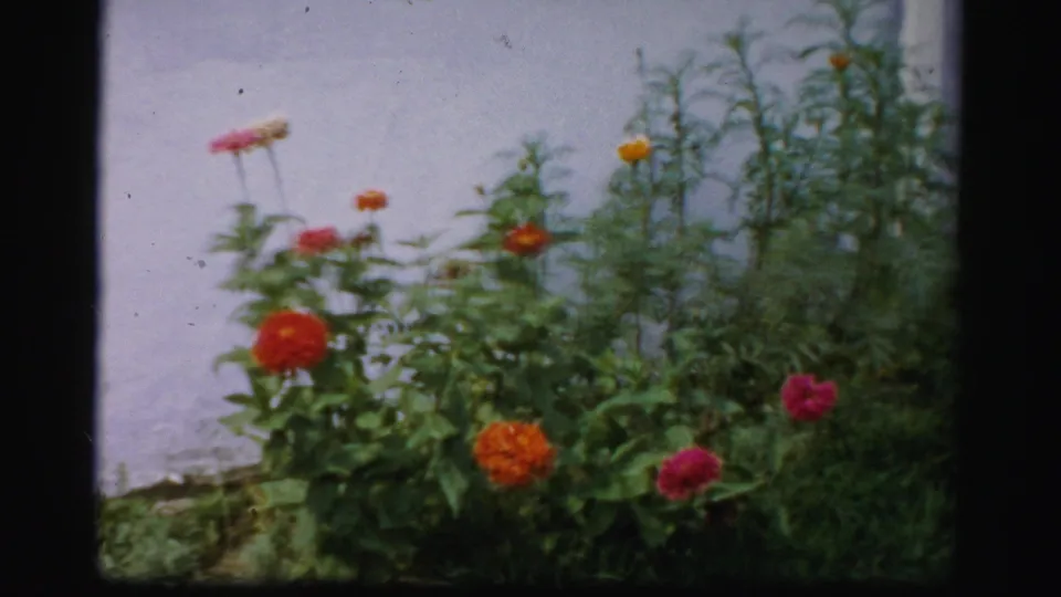 A garden bed with red, orange, and pink flowers grows against a pale wall in the Albany home-movie sequence.