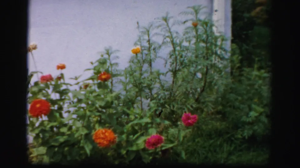 Color 8mm footage shows a backyard garden bed with tall green stems and bright flowers near a pale wall in Albany.