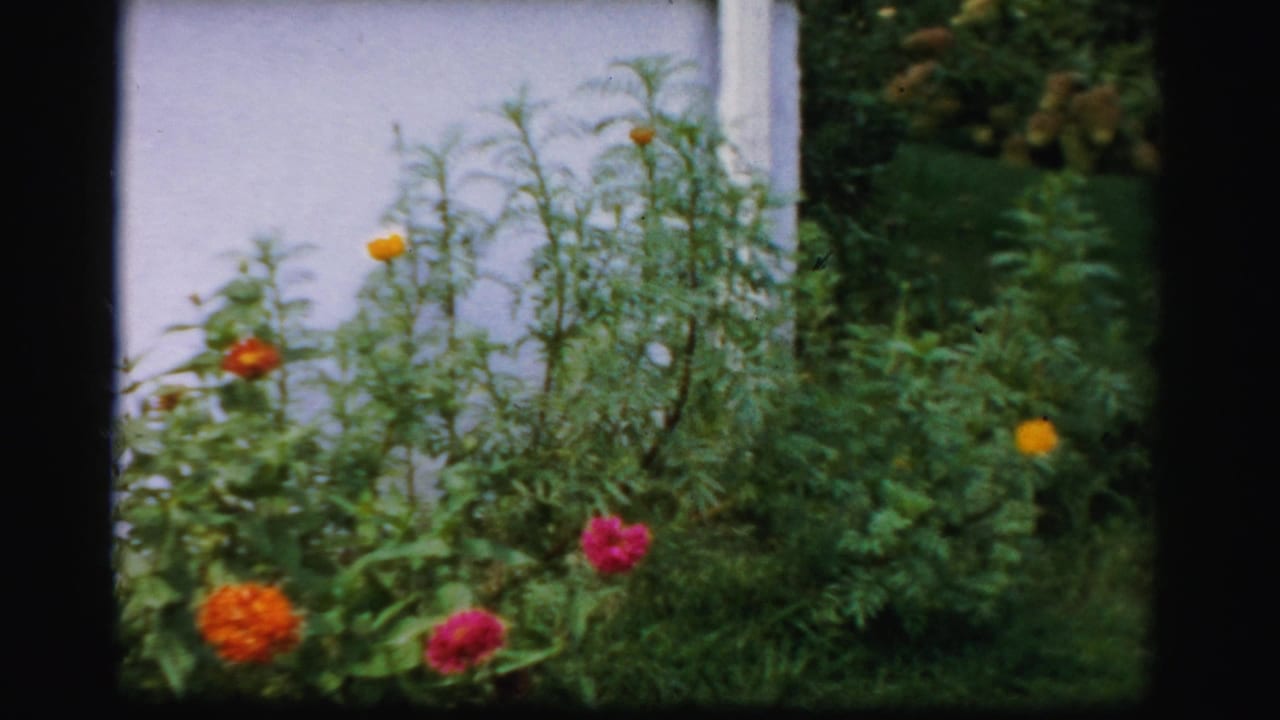 Orange and pink flowers growing beside a pale house wall with dense green foliage.
