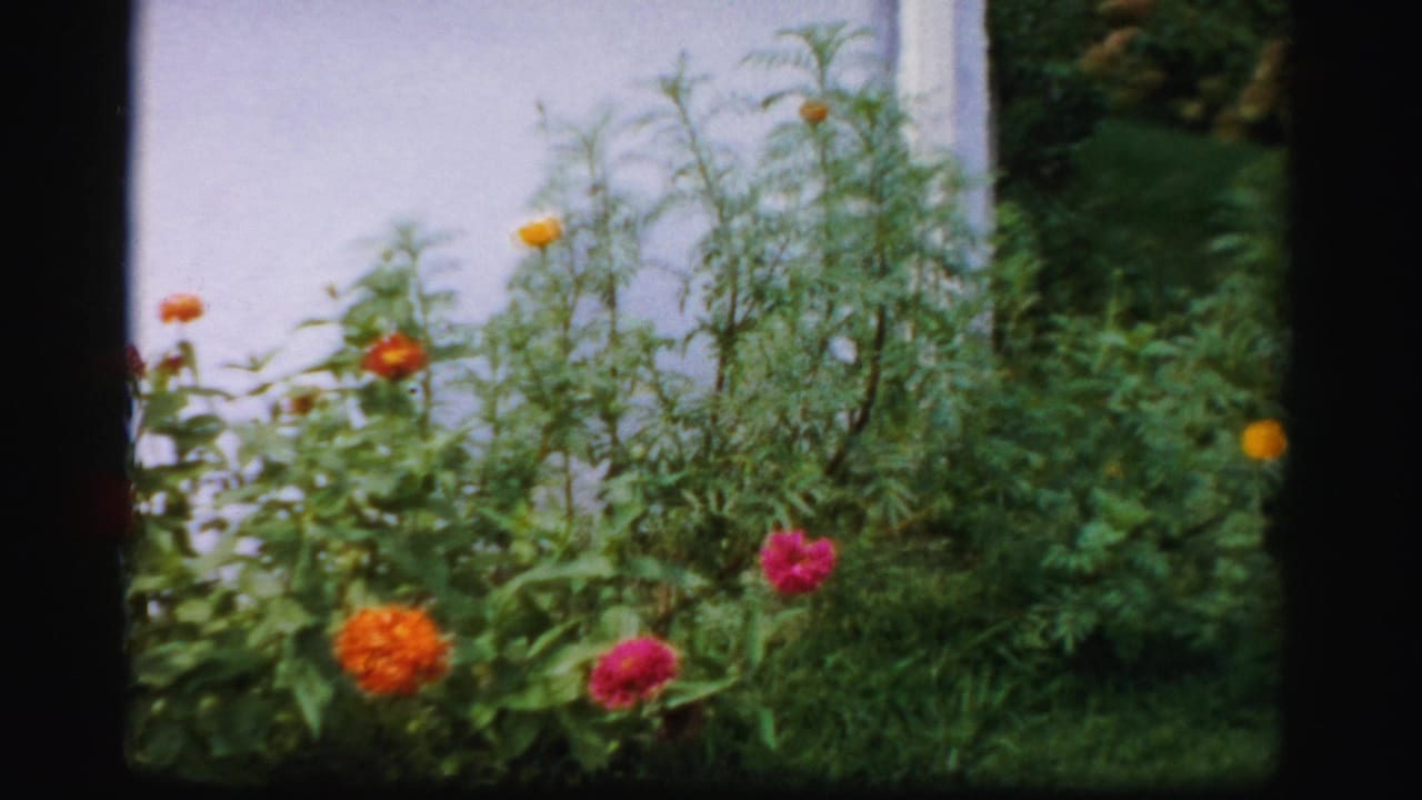 Flower bed with orange and pink blooms against a pale exterior wall and greenery.