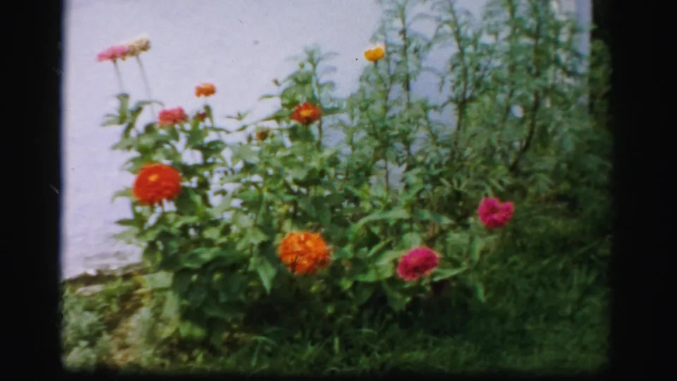 1950s 8mm view of tall garden flowers and dense foliage beside a house exterior in Albany.
