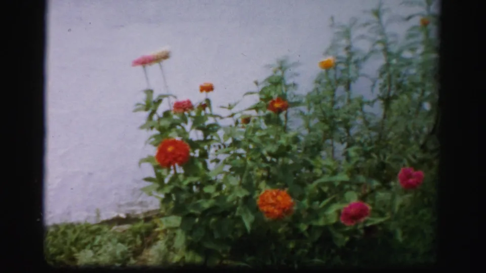 Final 1950s Albany garden frame with orange and pink flowers, leafy growth, and a pale house wall.