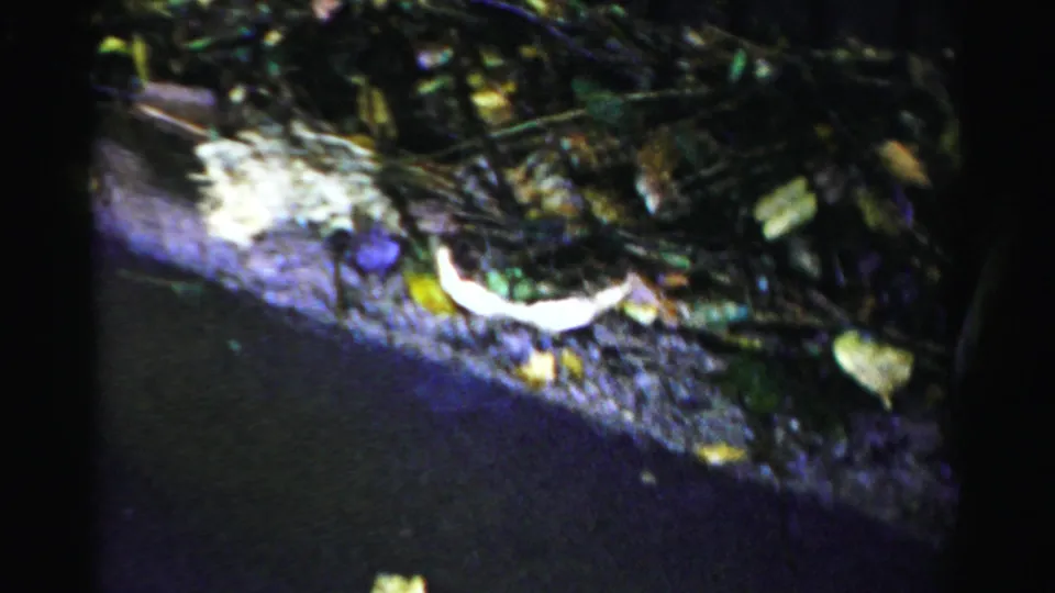 Close handheld view of scattered debris, leaves, and a pale object along the edge of a flooded street.