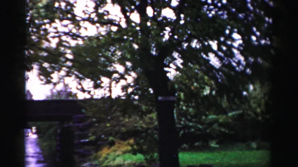 1956 Albany home-movie view through trees toward a wet roadway or path and bridge, with grass and dense foliage along the side.