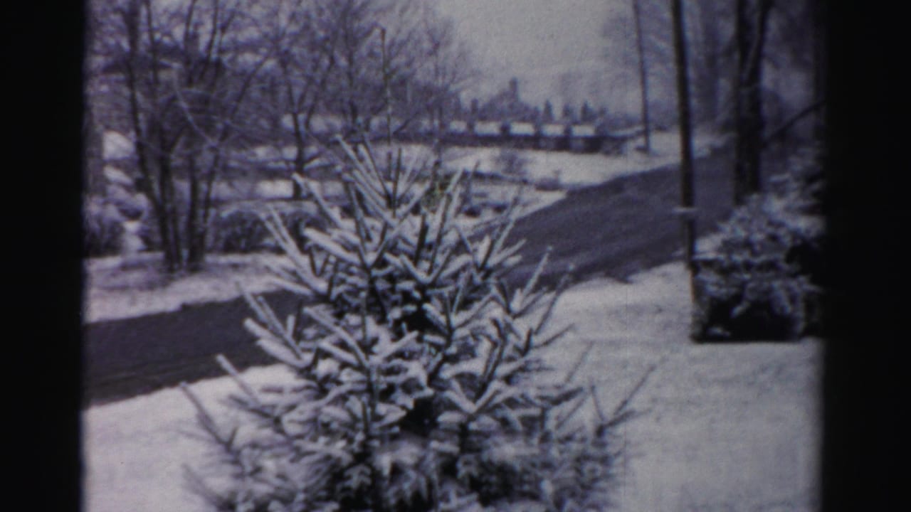 Albany winter frame with a snow-coated evergreen, bare trees, roadway, and houses in the background.