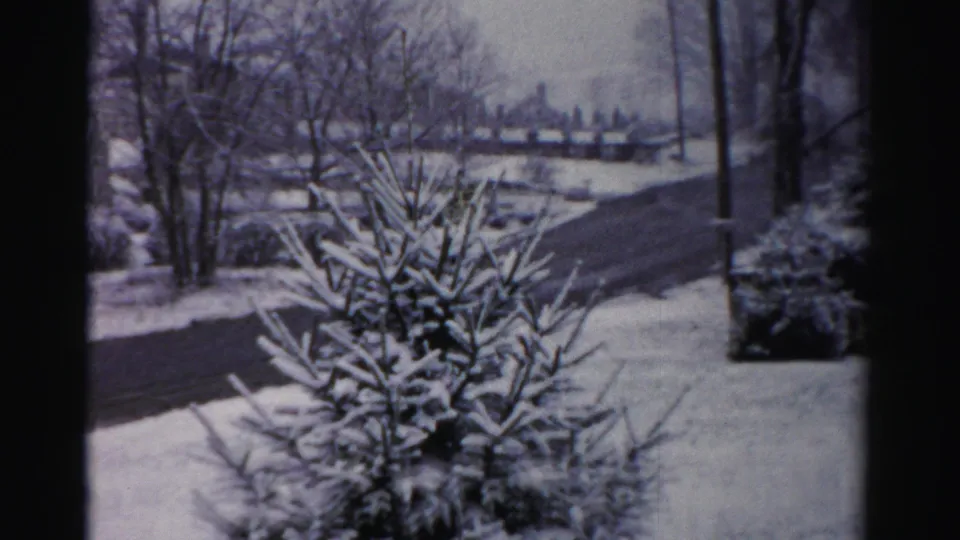 Albany winter frame with a snow-coated evergreen, bare trees, roadway, and houses in the background.