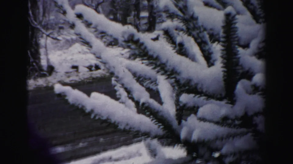 Close 8mm view of snow-laden pine branches beside a driveway or walkway in winter Albany footage.
