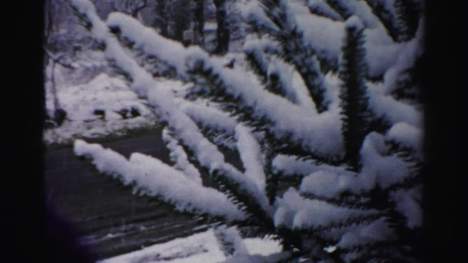 Close winter home-movie frame of pine branches loaded with snow, with a dark driveway and snowy yard behind.
