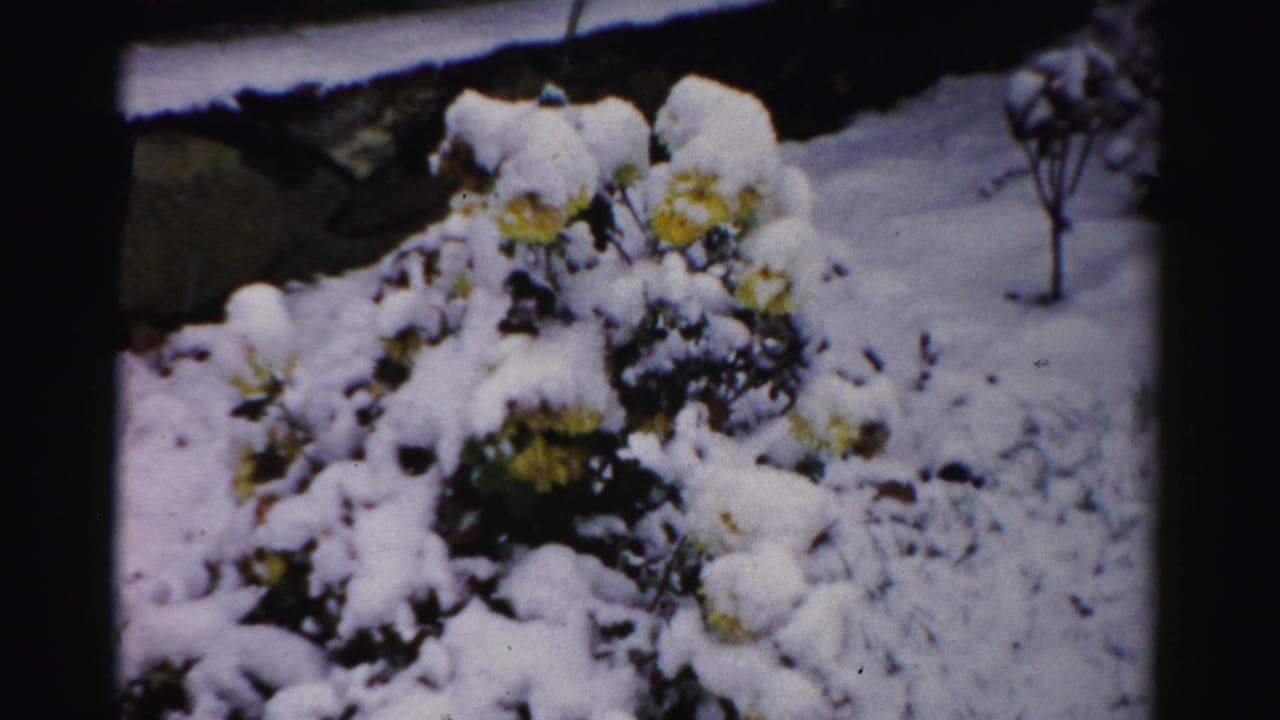 1950s Albany home-movie frame showing snow settled on shrubs with yellow flowers and a small bare tree in the background.
