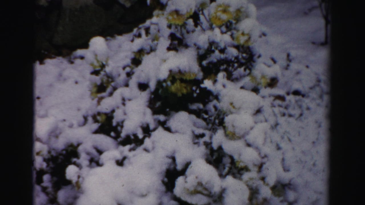 Snowy garden shrubs with yellow flowers and dark branches.