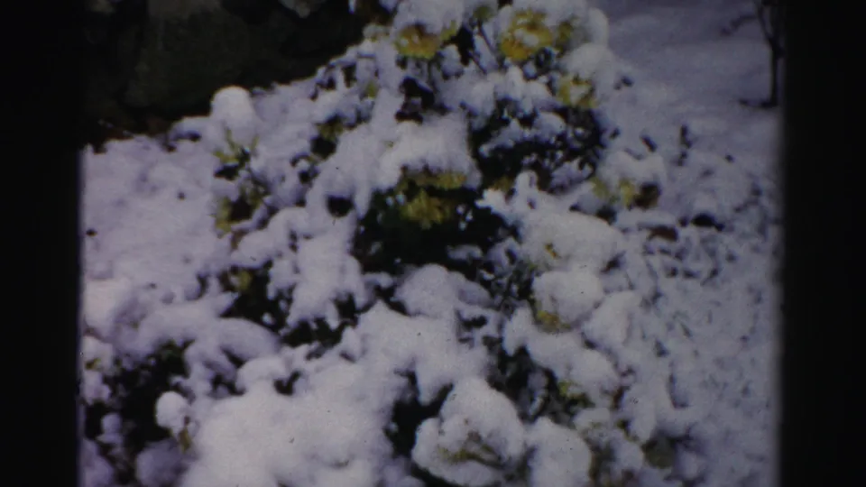 1950s Albany winter yard view with snow on dense shrubs, yellow blossoms, and dark plant stems visible through the film frame.