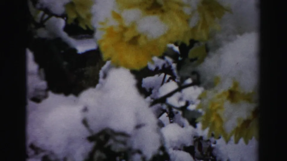 Close 8mm frame from the Albany winter scene, focusing on yellow flowers and snow-covered branches in soft color.