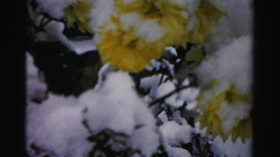 Close 1950s Albany home-movie view of yellow flowers, snow-covered foliage, and dark branches in a winter garden.