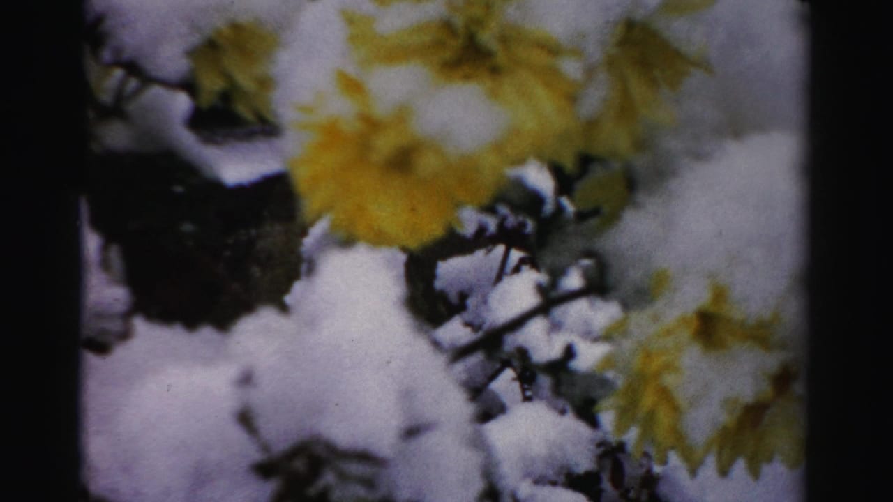 1950s Albany home-movie frame showing yellow flowers or leaves and dark branches partly buried under fresh snow.