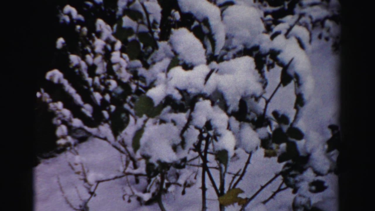 Snow-covered shrub branches against a dark winter background.