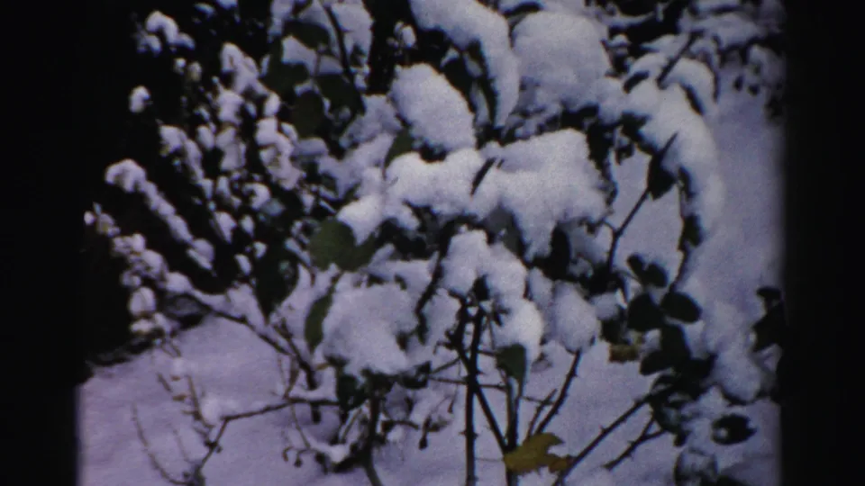 1950s Albany 8mm frame of a shrub with rounded clumps of snow on leaves and branches.