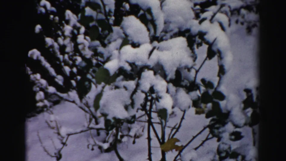 Archival 8mm frame from Albany showing dense snow settled across shrub stems, leaves, and low branches.