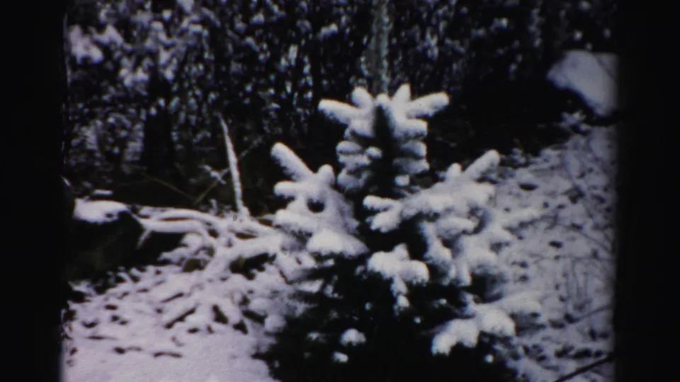 1950s Albany home-movie frame showing a small evergreen and nearby garden branches coated in snow.