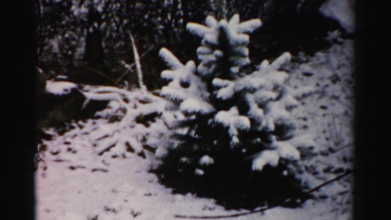 A small snow-covered evergreen stands near a stone wall in Albany, New York, in 1956 home-movie footage.