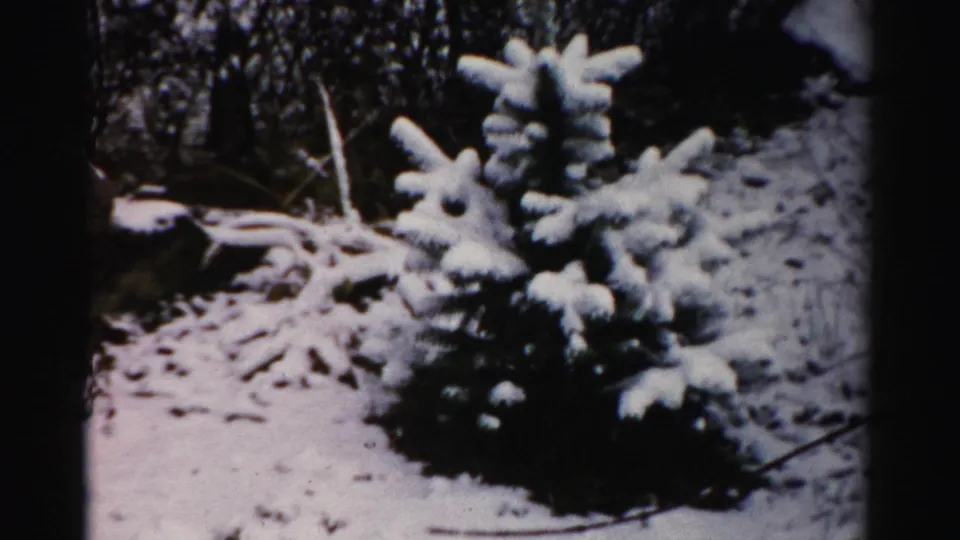 A small snow-covered evergreen stands near a stone wall in Albany, New York, in 1956 home-movie footage.