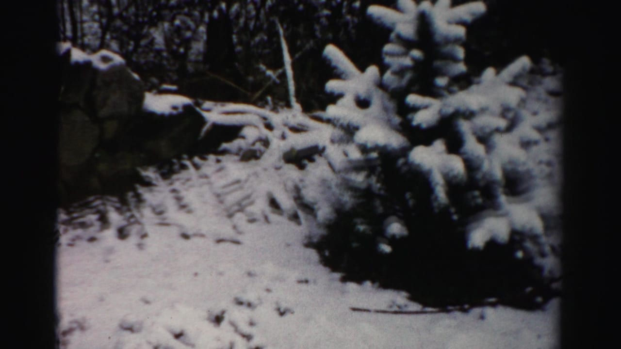 Snowy ground and evergreen branches beside a stone wall.