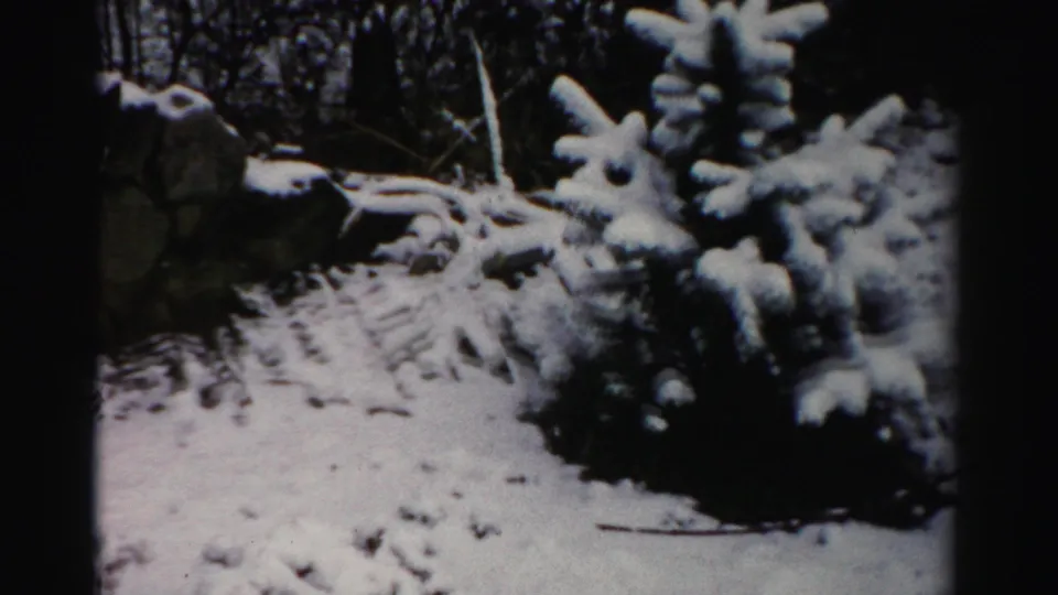 The camera view shifts across the snow-covered evergreen and stone wall in 1956 Albany winter footage.