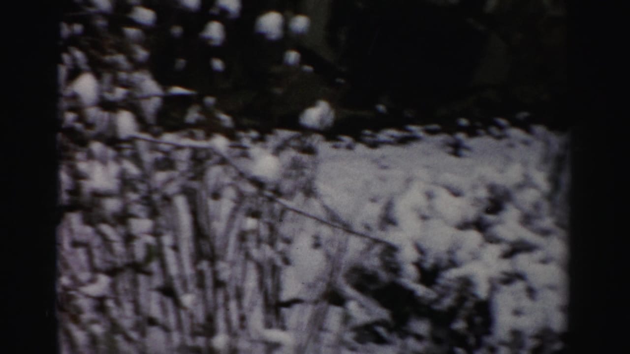 Snow-covered bushes and bare branches in a dark winter yard.