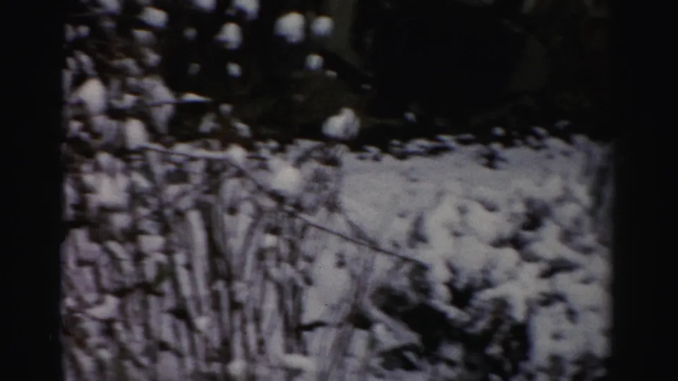 Albany 1950s home-movie frame showing snow clinging to bare shrubs against a dark background.