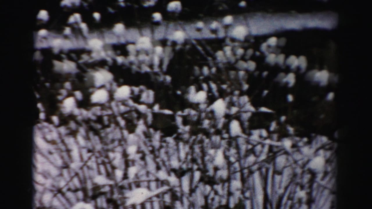Dense bare shrubs topped with clumps of snow near a dark upper background.