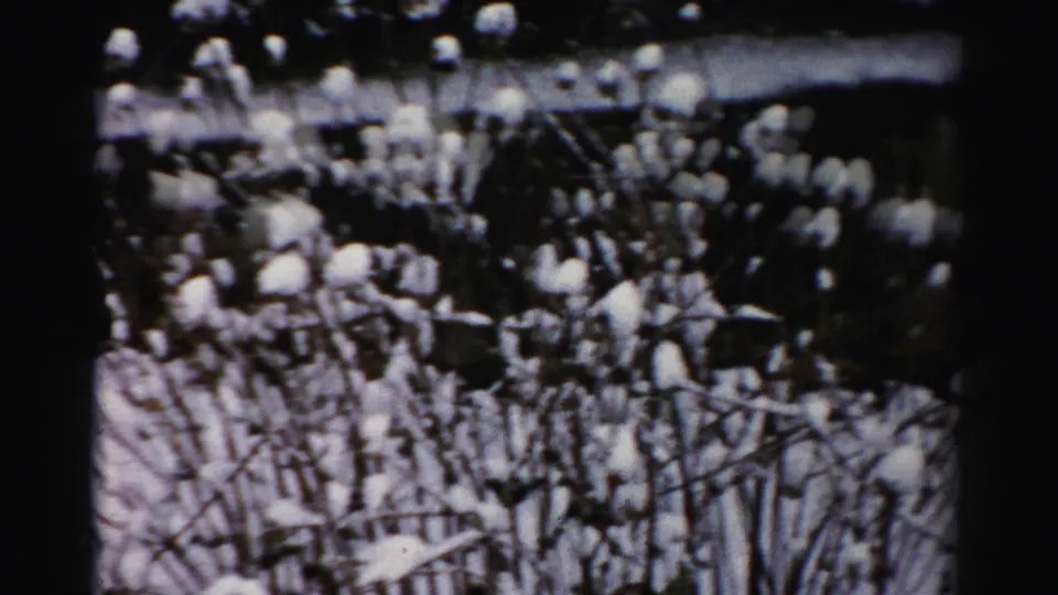 Albany 1950s winter frame with snow piled on thin shrub branches and darker vegetation behind.