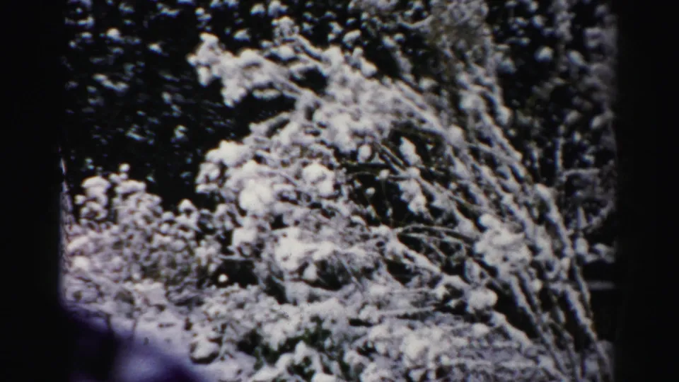 Close winter home-movie view of snow-heavy shrubs in Albany, with grainy 8mm contrast and soft focus.