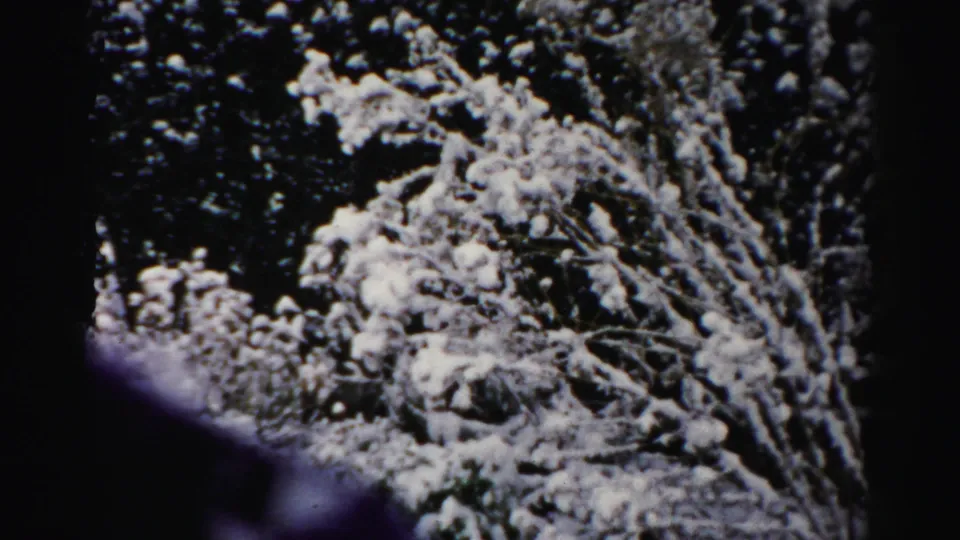 Final Albany 1950s frame showing snow-packed shrub branches and a dark winter backdrop in an 8mm home movie.