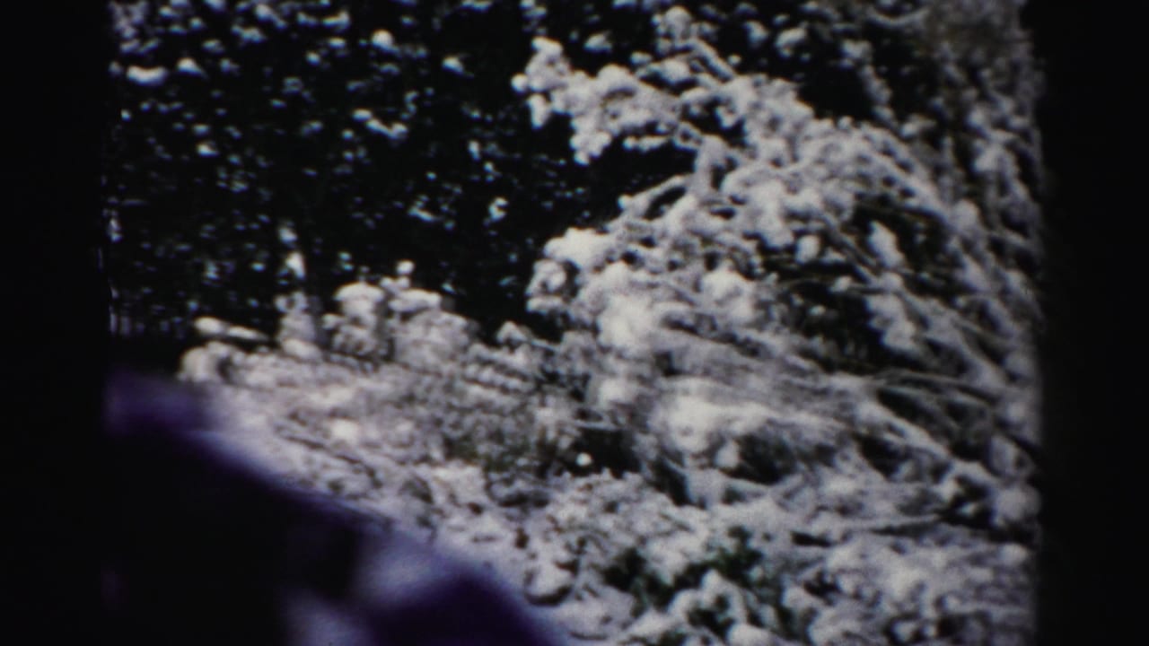 Snow-covered shrubs and dark foliage seen through a soft 8mm frame.