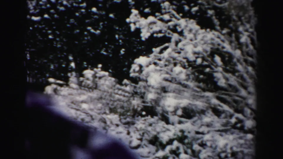 1956 Albany home-movie frame showing snow clinging to shrubs and dark winter foliage near the edge of the film frame.