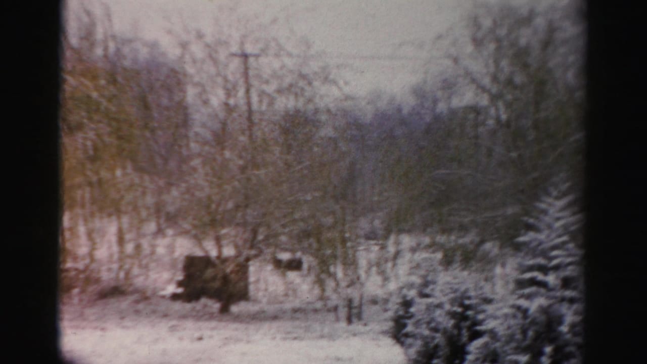 Snow-covered yard with bare trees, evergreens, and a distant utility pole.
