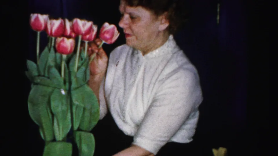 Woman bending toward a bouquet of pink and red tulips, her hand reaching to touch or smell a bloom; intimate domestic moment on 8mm color film, Albany, New York area, mid-1950s.