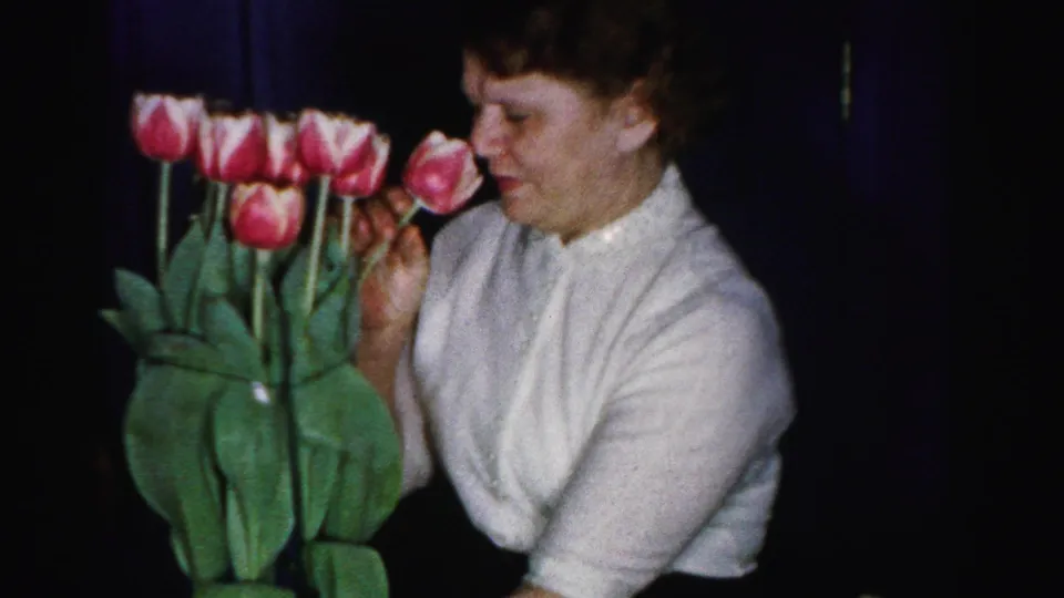 Woman in a white short-sleeved blouse examining pink tulips in a mid-1950s home interior, captured on 8mm film.