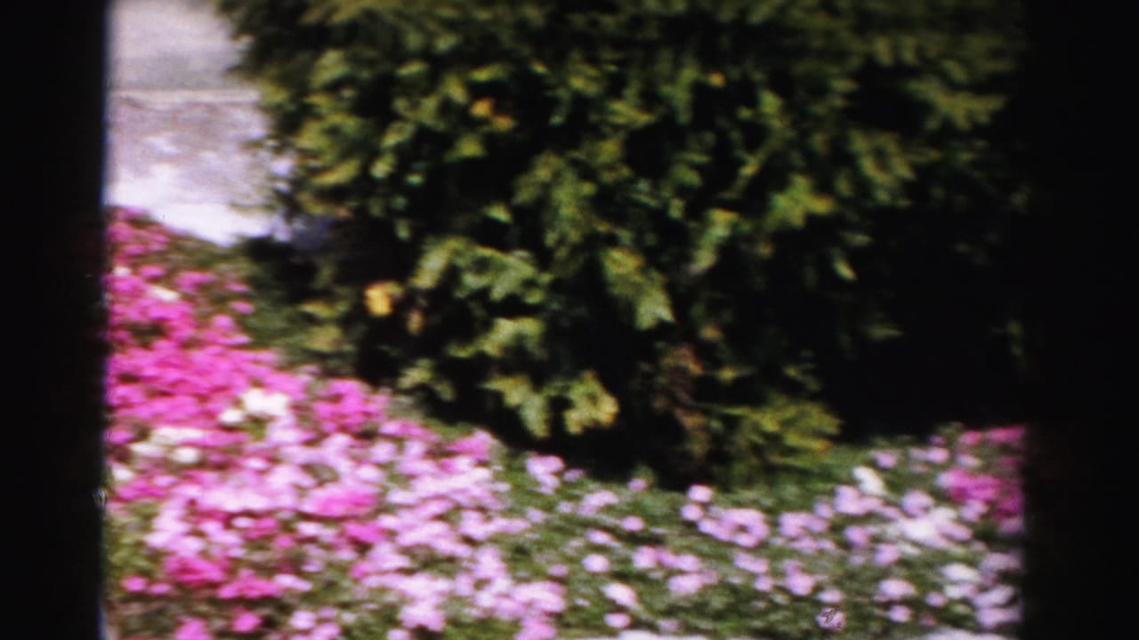 Dense pink and white flowers in a garden bed beside a large dark trimmed evergreen shrub; white structure visible at left edge.