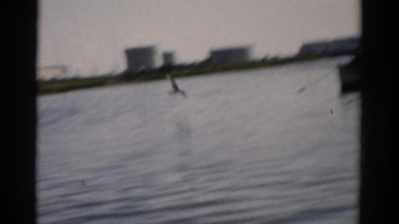 A bird skims calm river water with warehouse-like buildings on the far shore, 8mm home movie footage circa 1957, Catskill, New York.