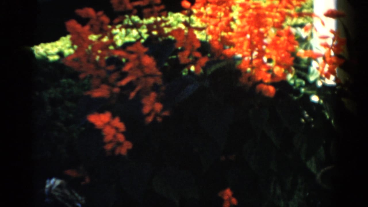 Vibrant red-orange foliage fills the upper frame with deep shadows below and a utility pole at the right edge.