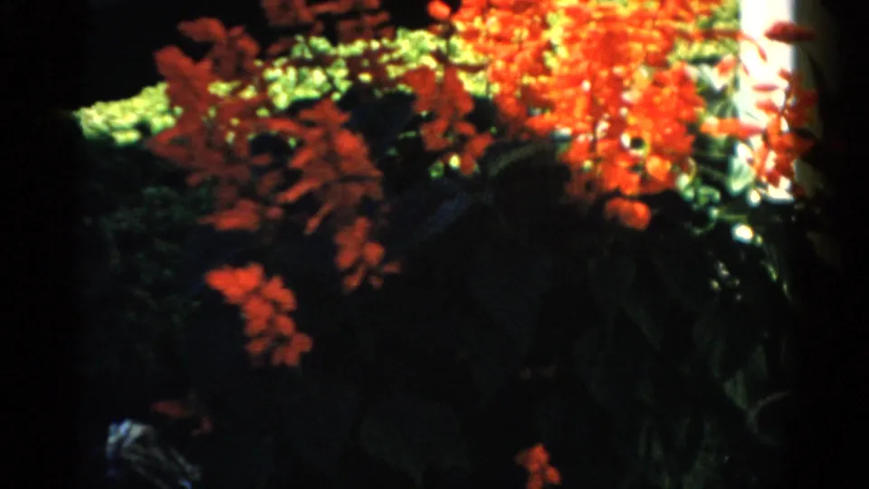 Bright red-orange flowering or autumn foliage against a dark background, with a utility pole at the right edge; transitional shot from what appears to be the same 1957 8mm home-movie reel.