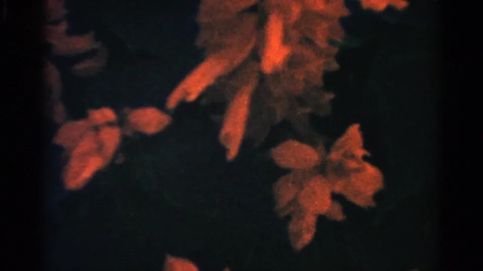 Defocused close-up of reddish-orange foliage, likely autumn leaves or flowering plants, from the same 1957 8mm home-movie reel.