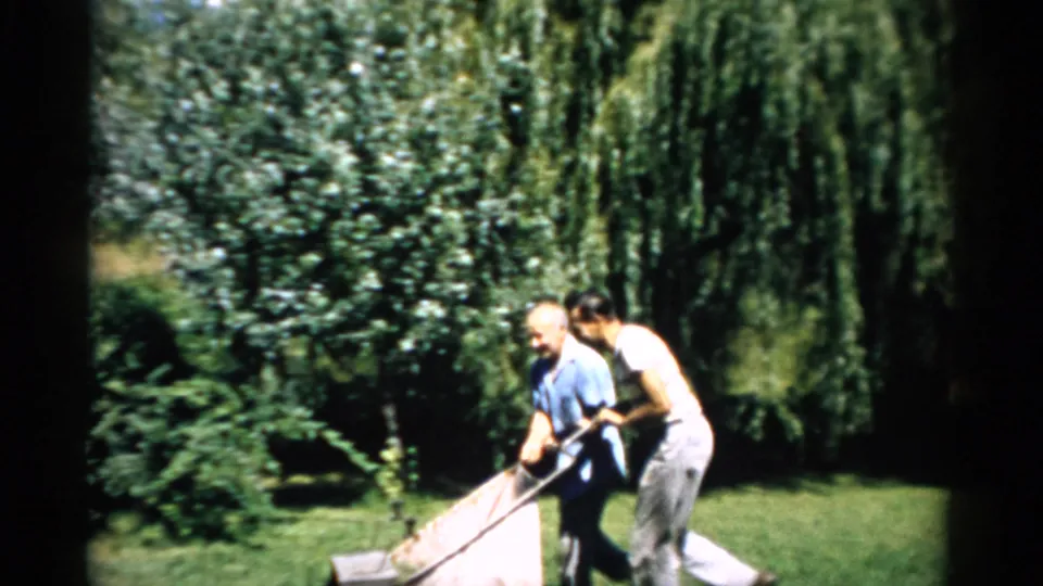 Two men pushing a vintage reel lawnmower across a sunlit yard, large weeping willow behind them; Catskill, NY, 1957.